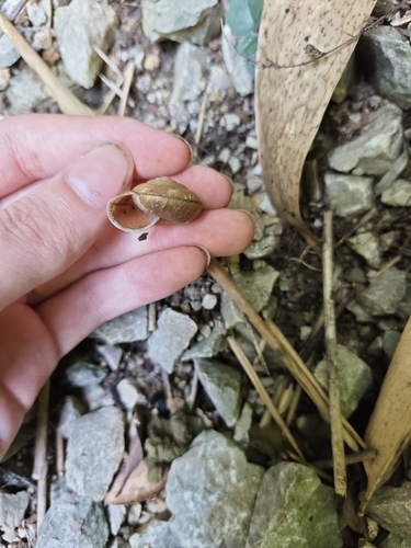 Satsuma meridionalis