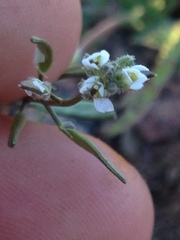 Tomostima cuneifolia