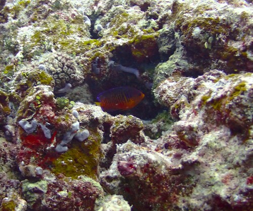 Centropyge shepardi observed 2026-06-15