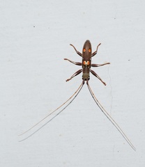 Olenecamptus bilobus