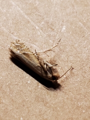 Elachistidae