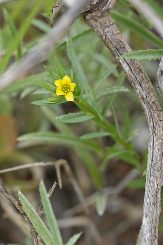 Linum strictum, photograph 6
