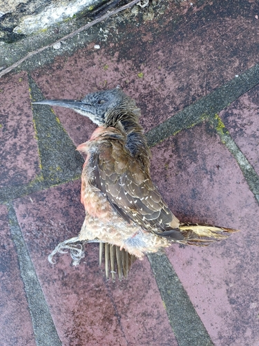 Ground Woodpecker (Geocolaptes olivaceus), photo 4