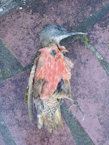 Ground Woodpecker (Geocolaptes olivaceus), photo 5