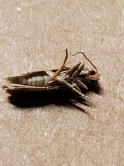 Elachistidae