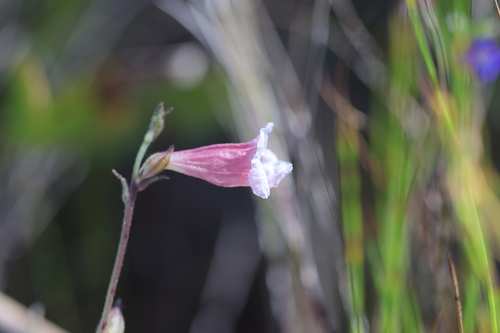 Centranthera hispida observed 2026-06-11