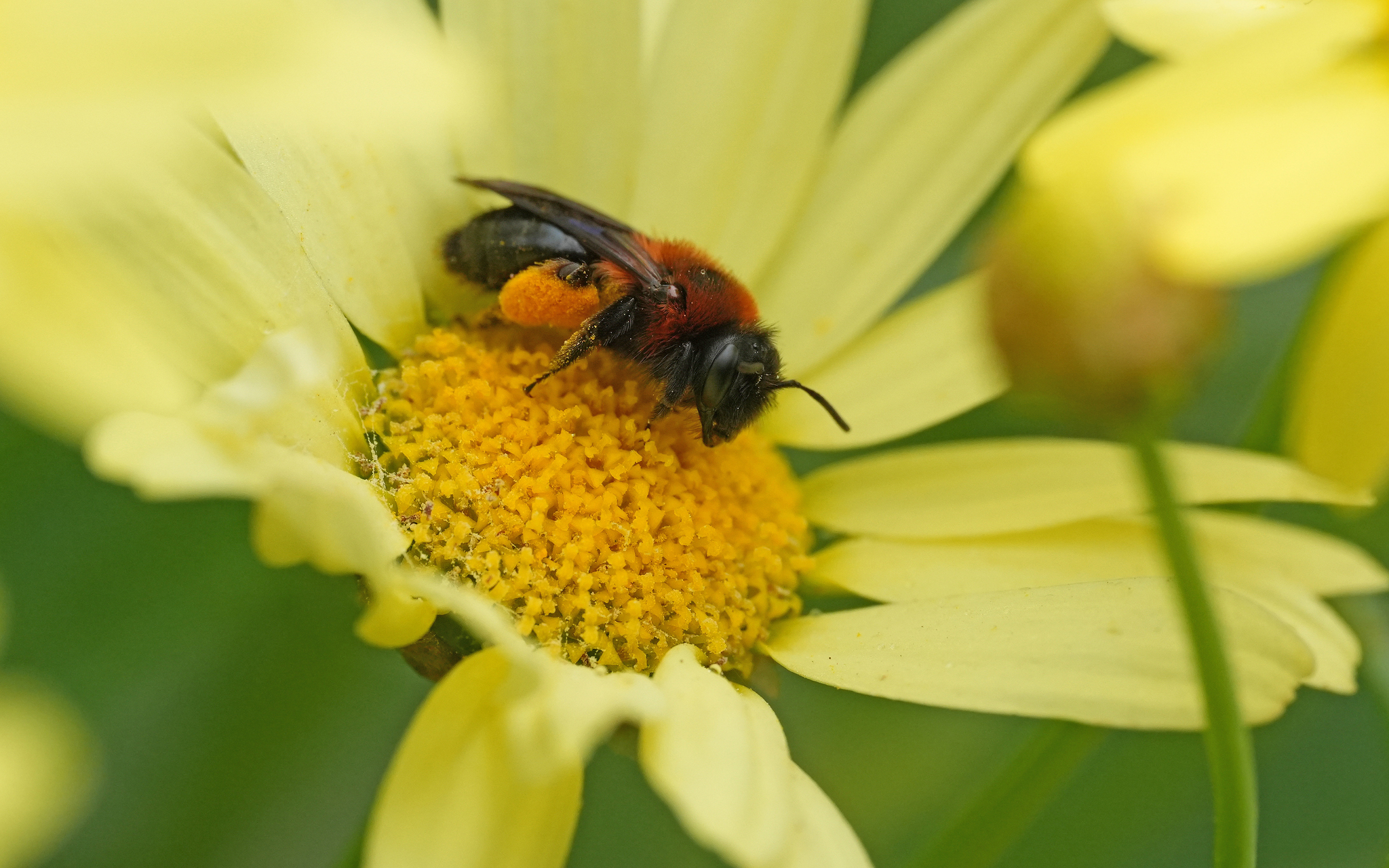 Andrena vachali