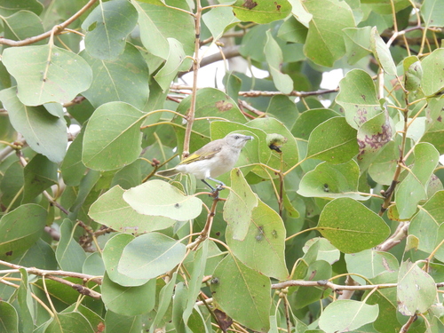 Rufous-throated Honeyeater (Conopophila rufogularis)