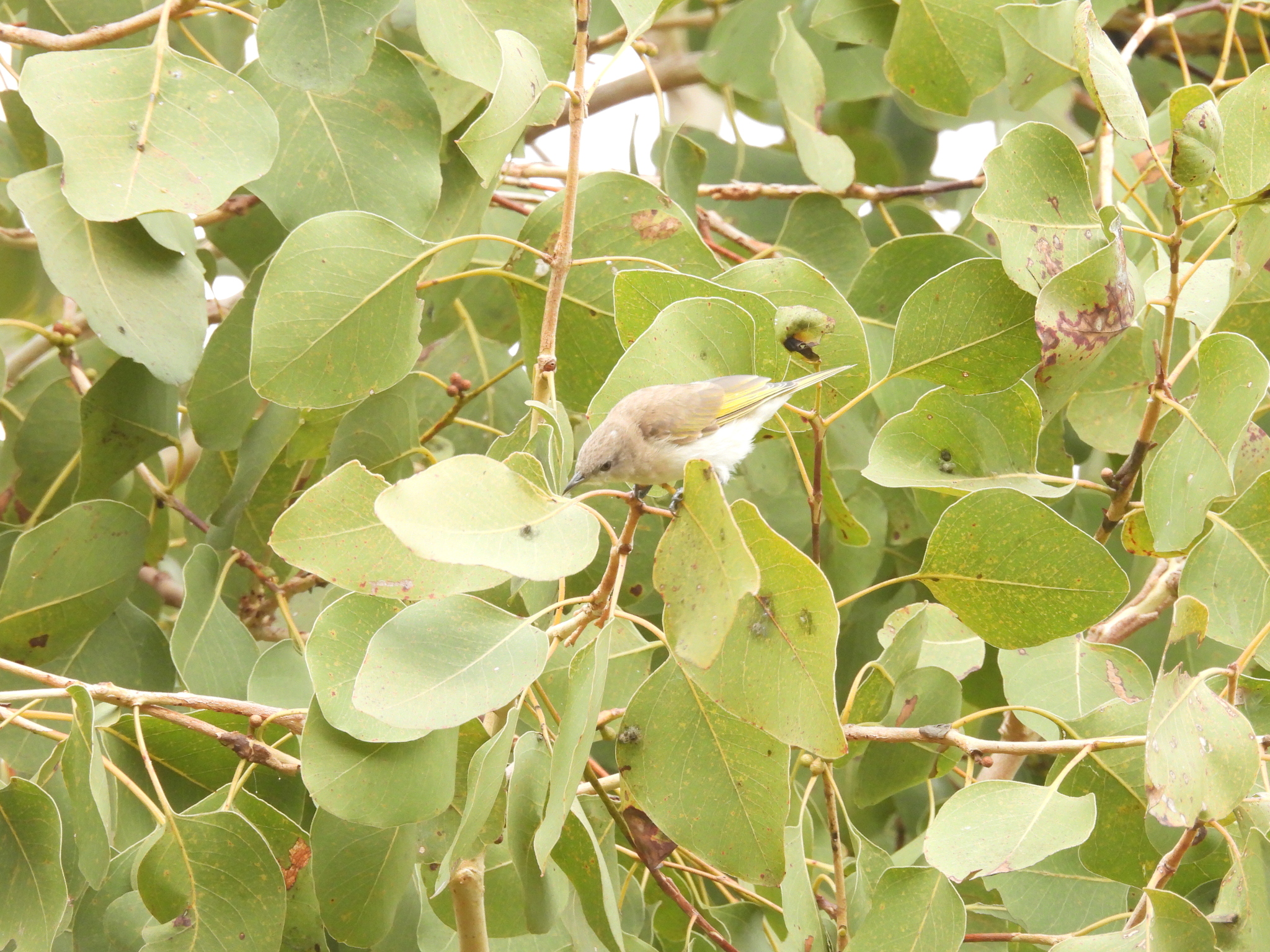 Rufous-throated Honeyeater (Conopophila rufogularis), photo 2