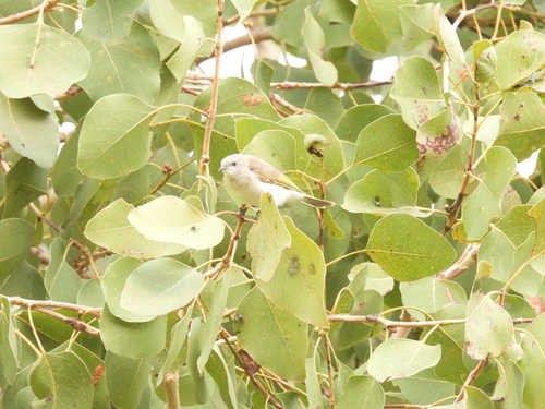 Rufous-throated Honeyeater (Conopophila rufogularis), photo 7