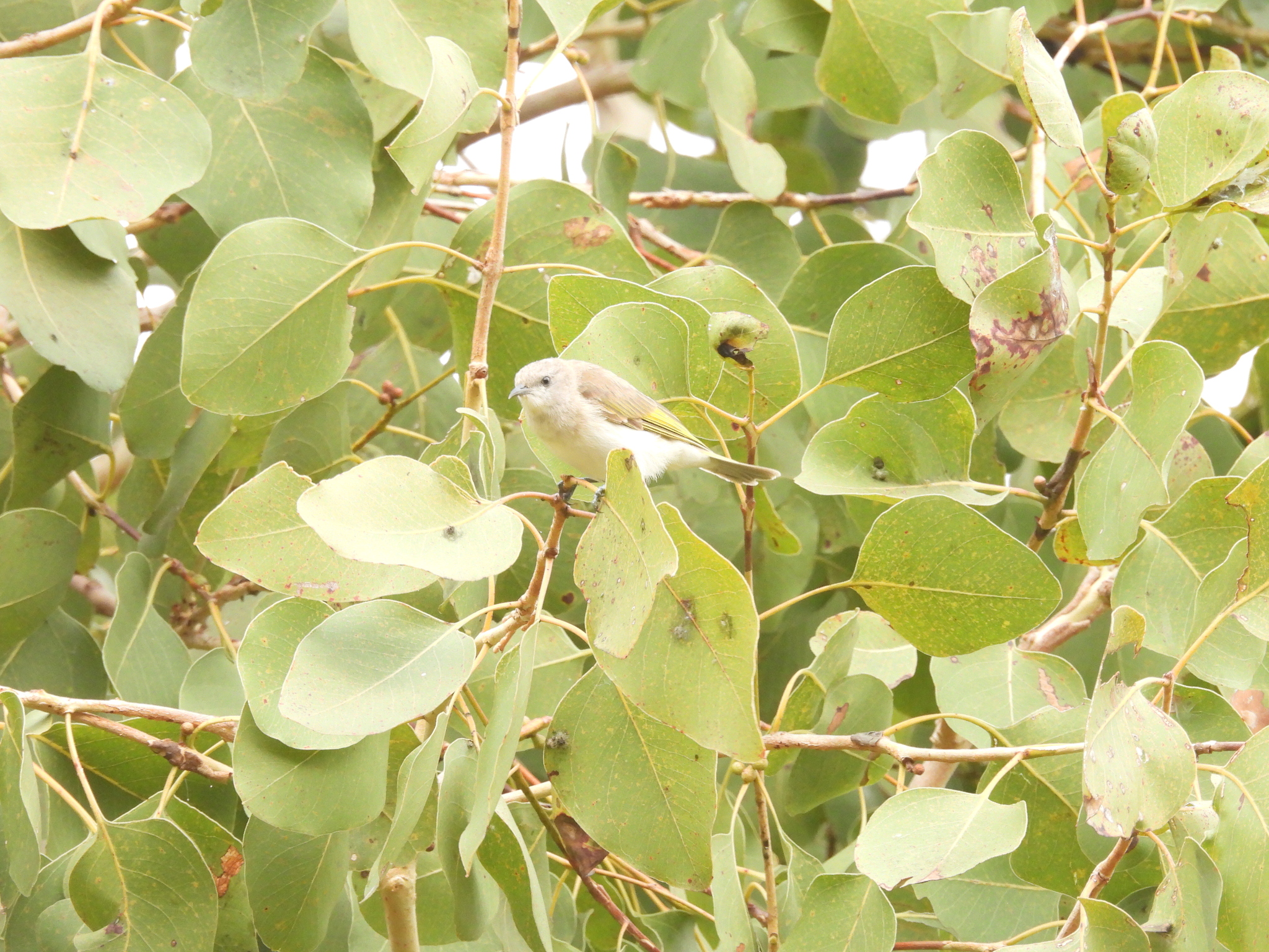 Rufous-throated Honeyeater (Conopophila rufogularis), photo 6