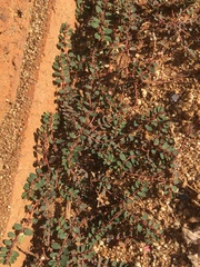 Euphorbia prostrata