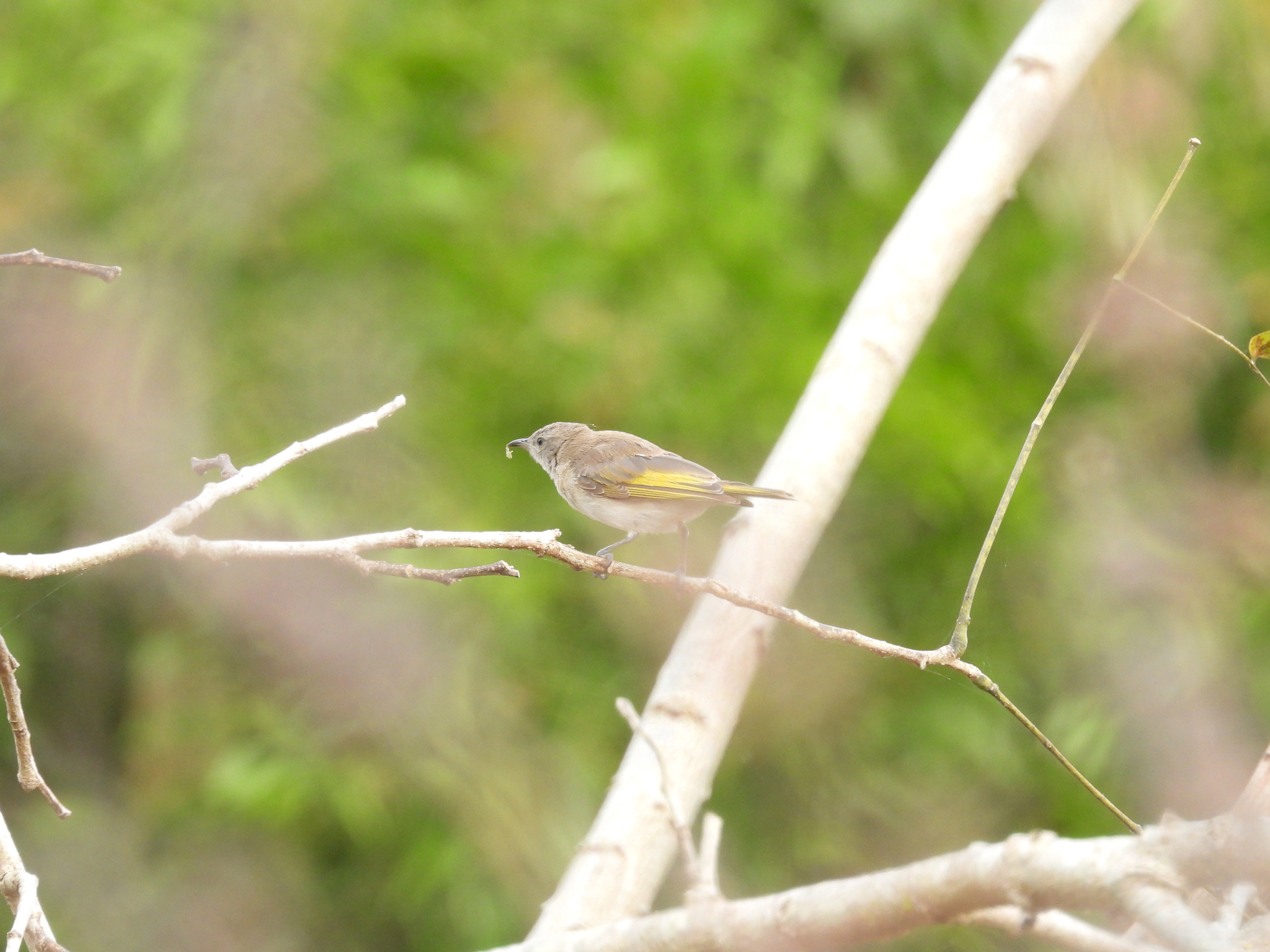 Rufous-throated Honeyeater (Conopophila rufogularis), photo 9