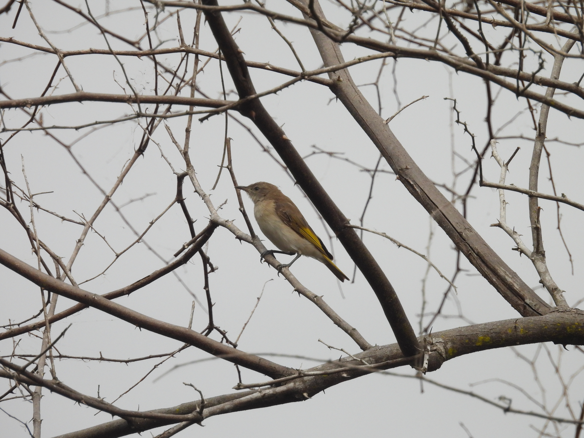 Rufous-throated Honeyeater (Conopophila rufogularis), photo 8