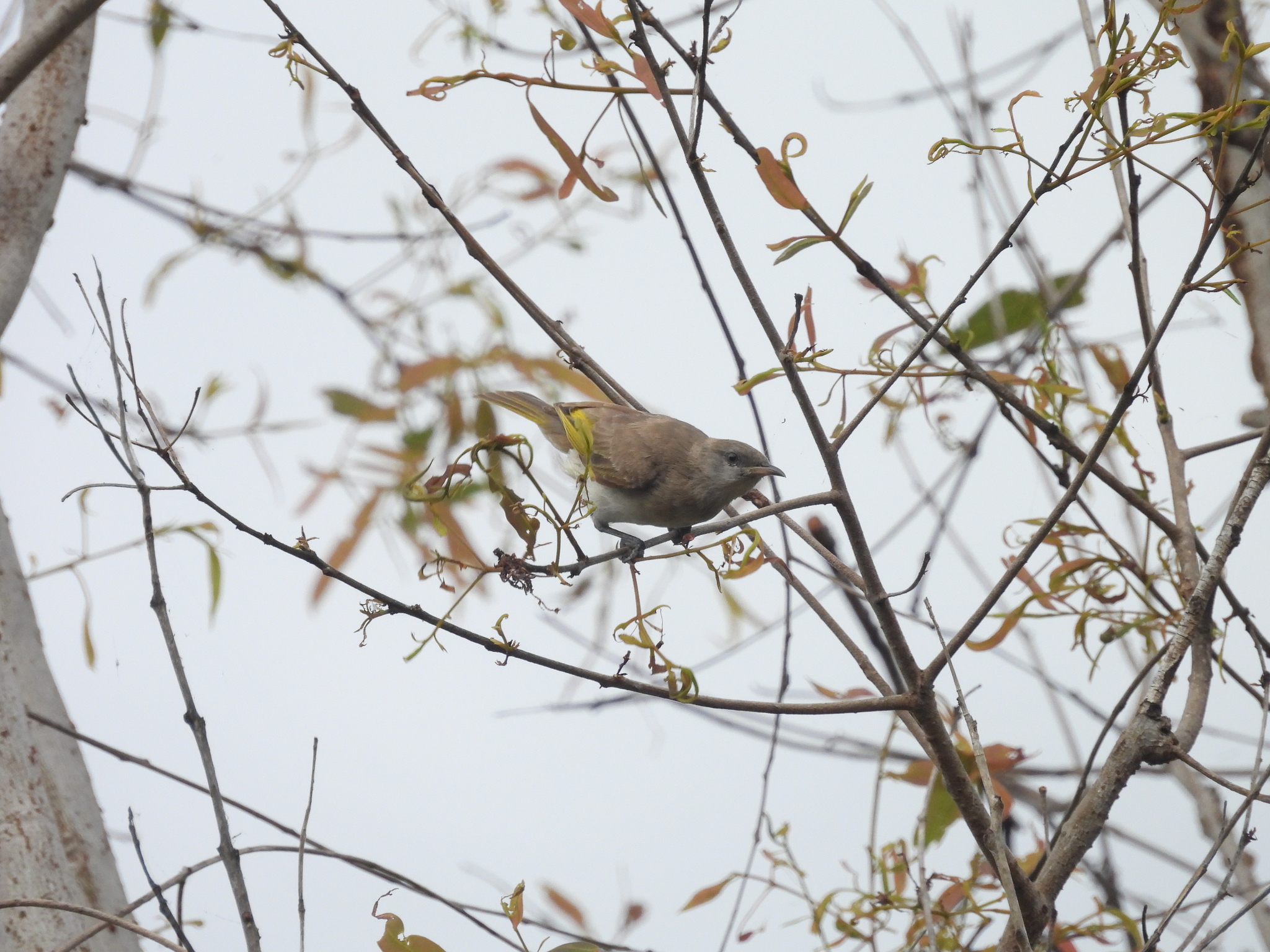 Rufous-throated Honeyeater (Conopophila rufogularis), photo 7