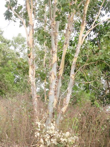 Eucalyptus platyphylla, photograph 6