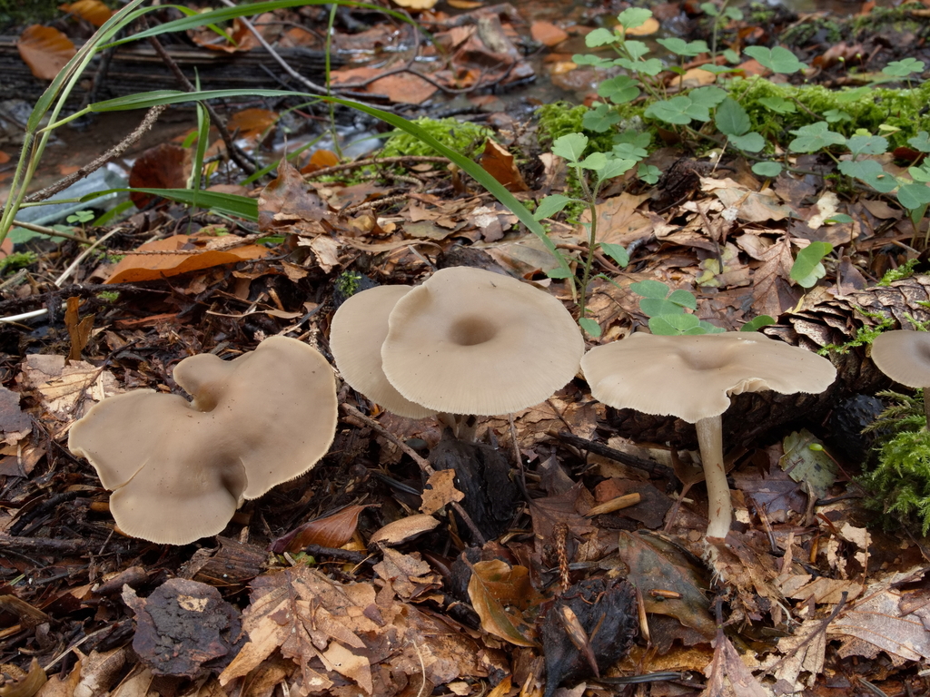 Clitolyophyllum