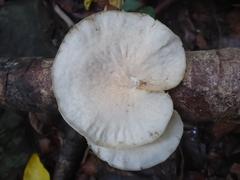 Pseudofavolus cucullatus