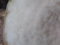 Pseudofavolus cucullatus