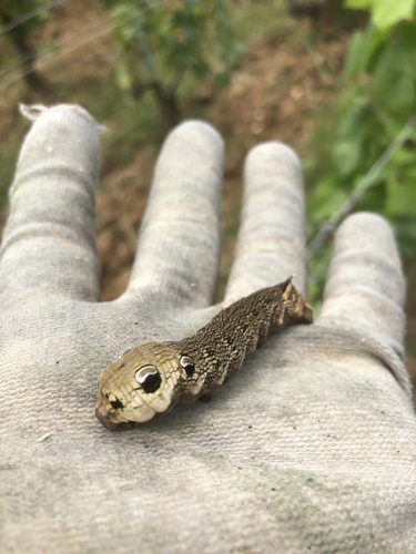Elephant Hawkmoth