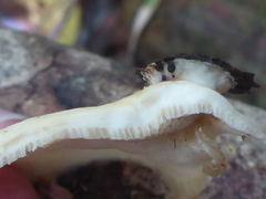 Pseudofavolus cucullatus