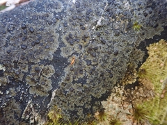 Fuscopannaria minor