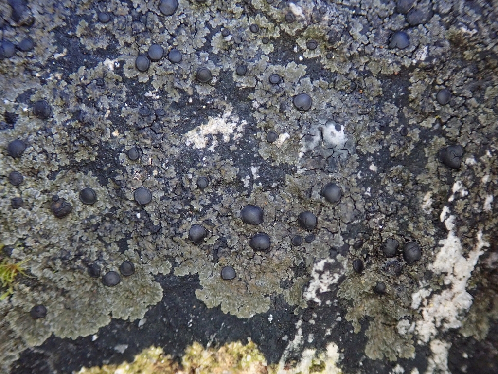 Fuscopannaria minor