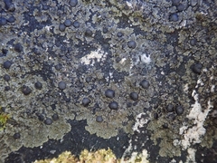 Fuscopannaria minor