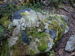 Fuscopannaria minor