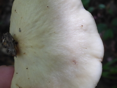 Pseudofavolus cucullatus