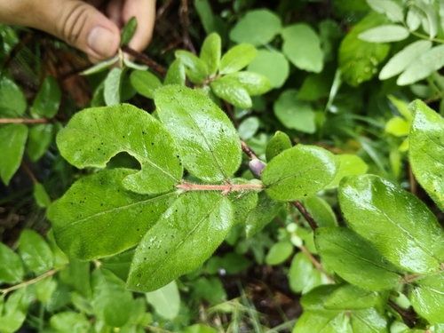 Sweetberry Honeysuckle