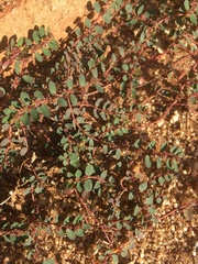 Euphorbia prostrata