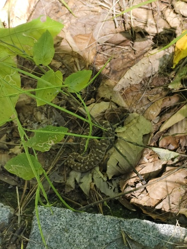 Gloydius changdaoensis