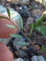 Tomostima cuneifolia