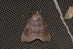 Bastilla hamatilis