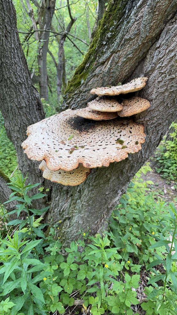 Dryad's Saddle · June 2026 · photo: Photo: (c) Paul Prior, some rights reserved (CC BY) · iNaturalist