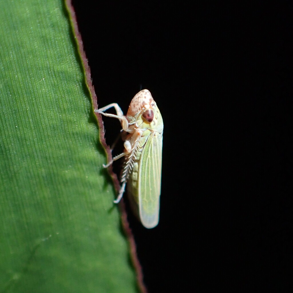 Bermudagrass Leafhopper
