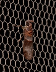 Calguia defiguralis