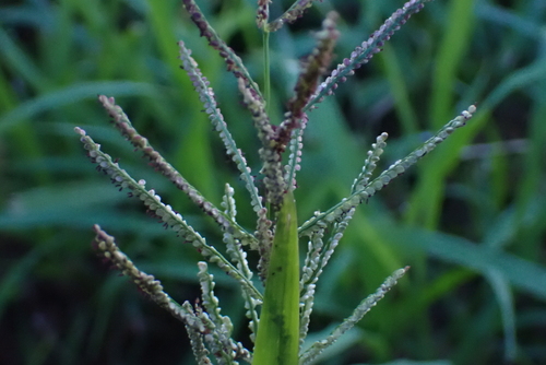 Paspalum paniculatum