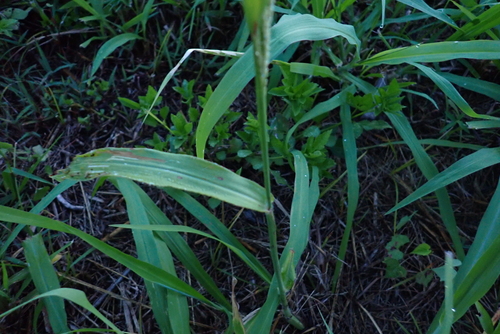 Paspalum paniculatum, photograph 1