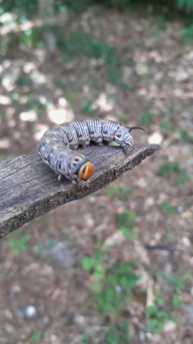 Pine Hawkmoth