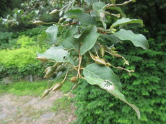 Elaeagnus macrophylla
