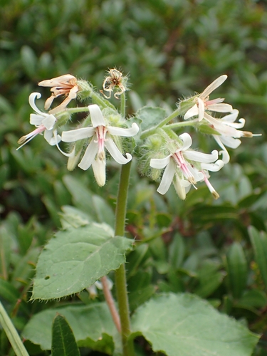 Symphytum creticum (Symphytum creticum)
