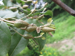 Elaeagnus macrophylla