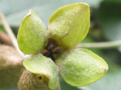 Elaeagnus macrophylla