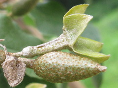 Elaeagnus macrophylla