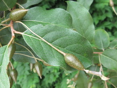 Elaeagnus macrophylla
