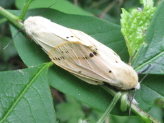 Spilarctia seriatopunctata