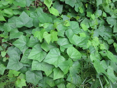 Menispermum dauricum