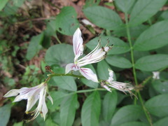 Dictamnus dasycarpus